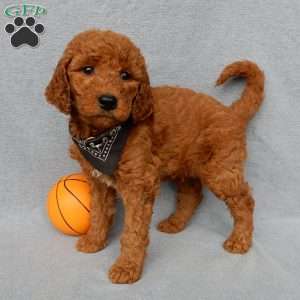 Max, Goldendoodle Puppy