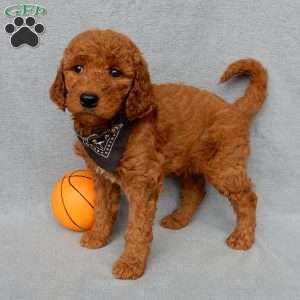 Max, Goldendoodle Puppy