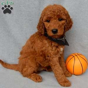 Max, Goldendoodle Puppy