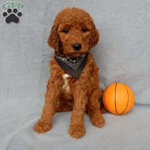 Max, Goldendoodle Puppy