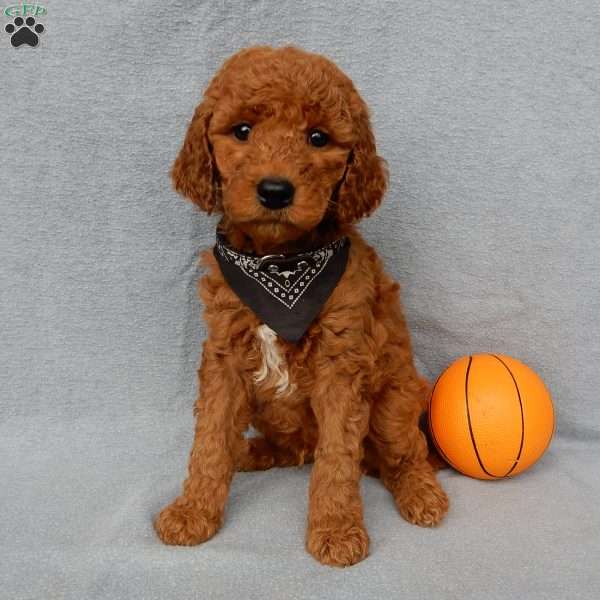 Max, Goldendoodle Puppy