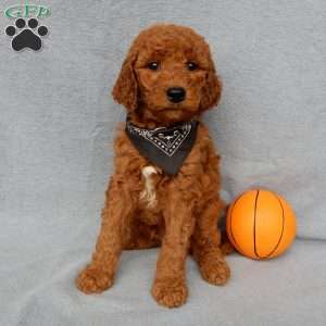 Max, Goldendoodle Puppy