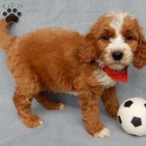 Finn, Goldendoodle Puppy