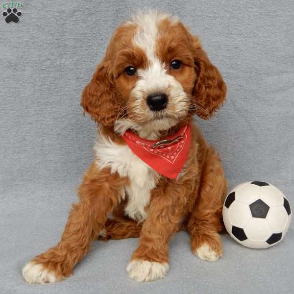 Finn, Goldendoodle Puppy