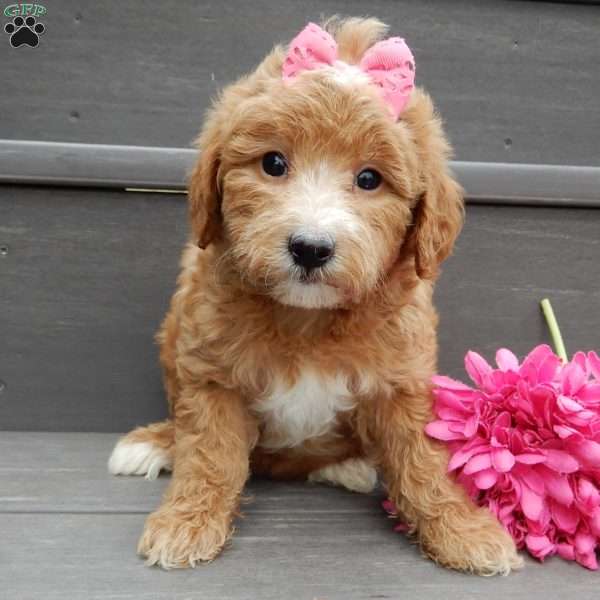 Lucy, Mini Goldendoodle Puppy