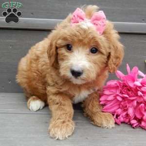 Lucy, Mini Goldendoodle Puppy