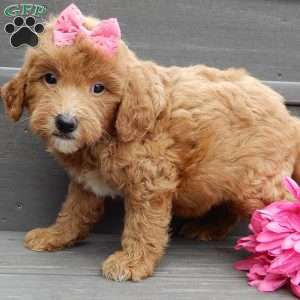 Sunny, Mini Goldendoodle Puppy