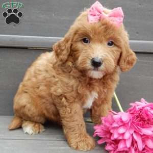 Sunny, Mini Goldendoodle Puppy