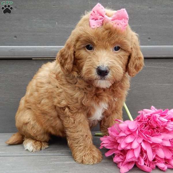 Sunny, Mini Goldendoodle Puppy