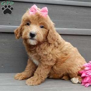 Sunny, Mini Goldendoodle Puppy