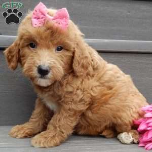 Sunny, Mini Goldendoodle Puppy