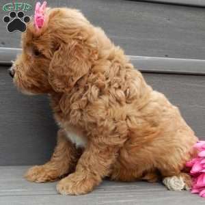 Sunny, Mini Goldendoodle Puppy