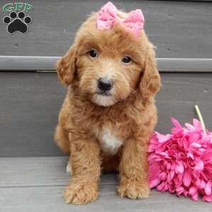 Sunny, Mini Goldendoodle Puppy