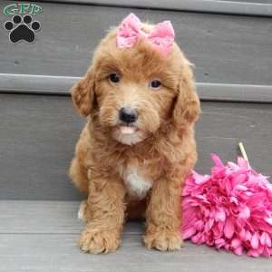 Sunny, Mini Goldendoodle Puppy