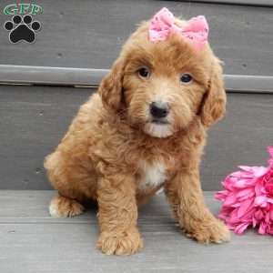 Sunny, Mini Goldendoodle Puppy