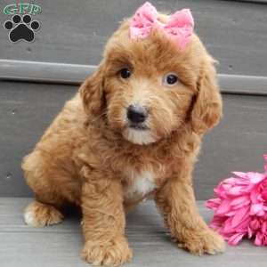 Sunny, Mini Goldendoodle Puppy