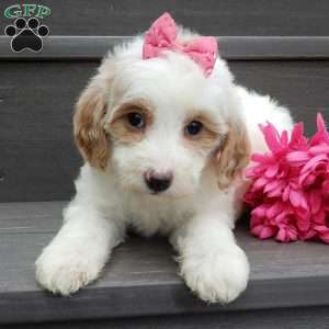 Roxy, Mini Goldendoodle Puppy