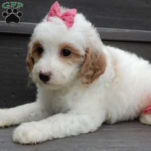 Roxy, Mini Goldendoodle Puppy