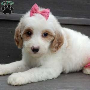 Roxy, Mini Goldendoodle Puppy