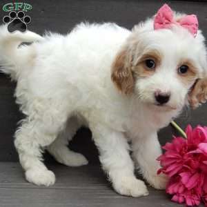 Roxy, Mini Goldendoodle Puppy