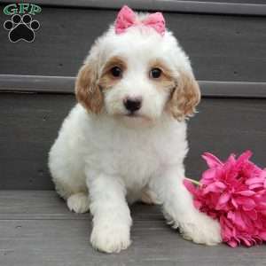 Roxy, Mini Goldendoodle Puppy