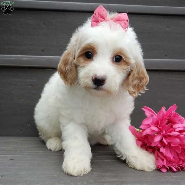 Roxy, Mini Goldendoodle Puppy