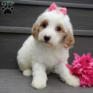 Roxy, Mini Goldendoodle Puppy