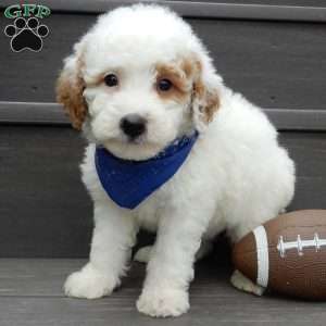 Brody, Mini Goldendoodle Puppy