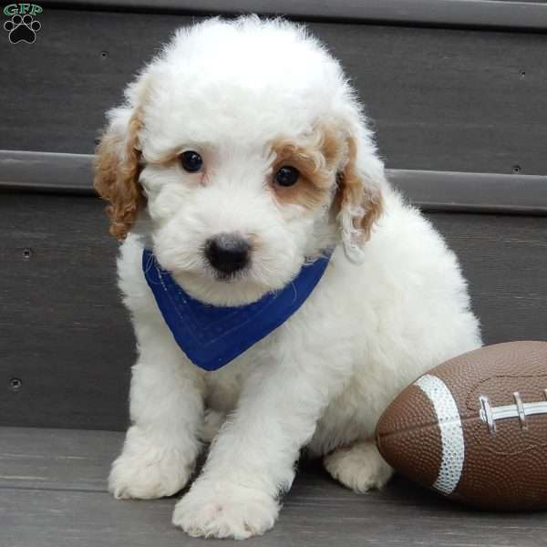 Brody, Mini Goldendoodle Puppy