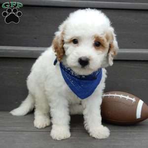 Brody, Mini Goldendoodle Puppy