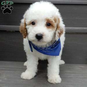 Brody, Mini Goldendoodle Puppy