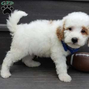 Brody, Mini Goldendoodle Puppy