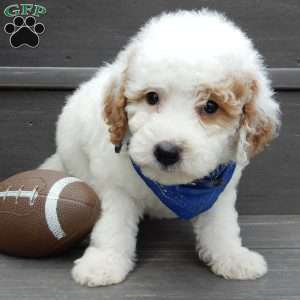 Brody, Mini Goldendoodle Puppy