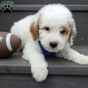 Brody, Mini Goldendoodle Puppy