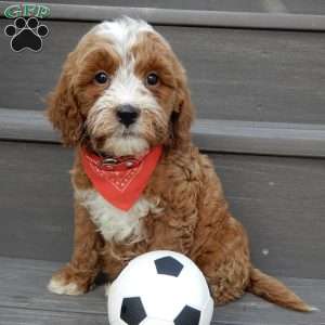 Tucker, Mini Goldendoodle Puppy