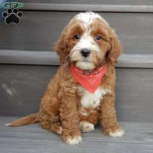 Tucker, Mini Goldendoodle Puppy