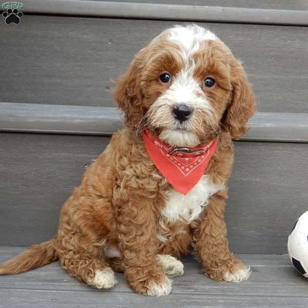 Tucker, Mini Goldendoodle Puppy