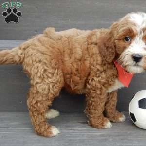 Tucker, Mini Goldendoodle Puppy