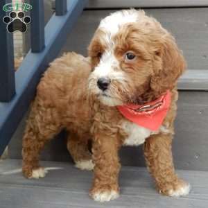 Tucker, Mini Goldendoodle Puppy