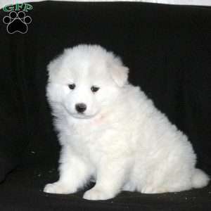 Rachel, Samoyed Puppy