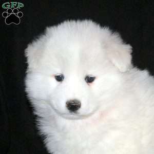 Rachel, Samoyed Puppy