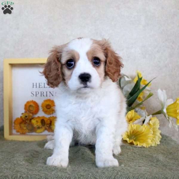 Rachel, Cavachon Puppy