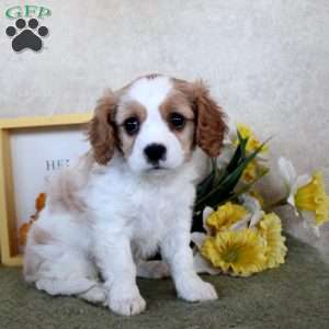 Rachel, Cavachon Puppy