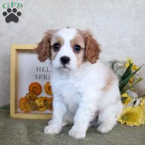 Rachel, Cavachon Puppy