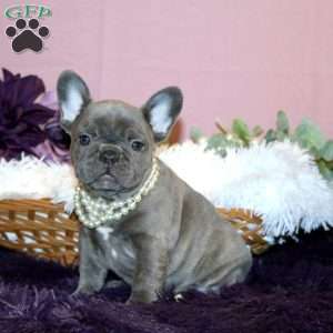 Rainbow Blush, French Bulldog Puppy