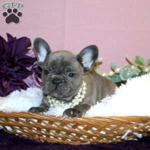 Rainbow Blush, French Bulldog Puppy