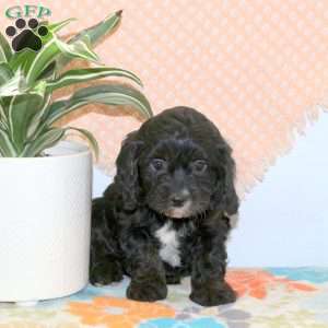 Rainbow, Cavapoo Puppy