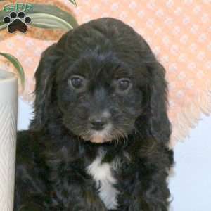 Rainbow, Cavapoo Puppy