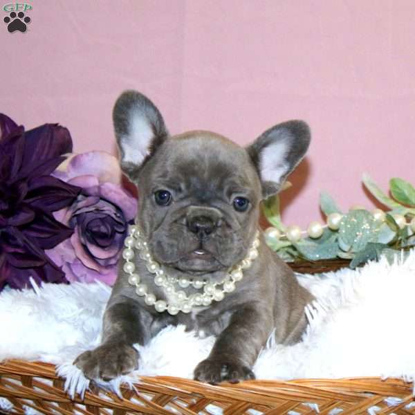 Rainbow Blush, French Bulldog Puppy