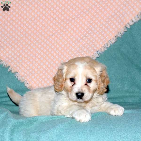 Ralph, Cocker Spaniel Mix Puppy